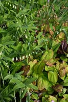 Polygonatum x hybridum avec des feuilles d'Epimedium grandiflorum