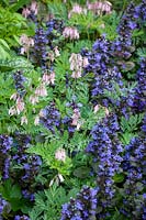 Dicentra 'Stuart Boothman' avec Ajuga reptans 'Catlin's Giant' - Bugle