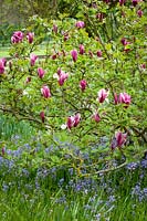 Magnolia liliiflora 'Nigra', magnolia à lis noir, sous-plantée de jacinthes des bois à Pettifers - Hyacinthoides hispanica