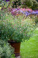 Salvia x jamensis 'Hot Lips' - Sauge - dans un pot à l'avant d'un parterre de fleurs au jardin de John Massey.