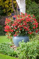 Begonia x hybrida 'Red Whopper' - série Whopper - croissant dans un grand pot émaillé bleu