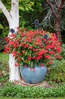 Begonia x hybrida 'Red Whopper' - série Whopper - croissant dans un grand pot émaillé bleu