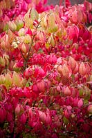 Euonymus alatus 'Fire Ball' en couleur d'automne. Arbre fuseau ailé