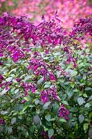 Salvia 'Love and Wishes' - 'Serendip6'