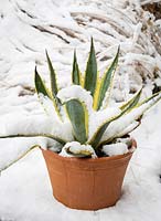 Agave americana 'Variegata' dans un pot en terre cuite recouvert de neige. Plante du siècle