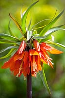 Fritillaria imperialis 'Orange Beauty' - Couronne impériale fritillaire