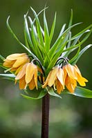 Fritillaria imperialis 'Early Wonder' - Couronne impériale fritillaire