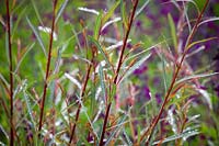 Salix purpurea 'Nancy Saunders' - Willow, juin.