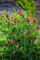 Lathyrus odoratus 'Bouquet Crimson' - Petits pois qui poussent dans des parterres d'essais à Parham House, juillet.