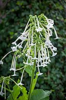 Nicotiana sylvestris - Plante de tabac à fleurs, septembre.