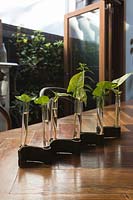 Syngonium podophyllum, Arrowhead plant, dans un vase en verre et cuir sur table