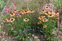 Echinacea 'Sunseekers Series Orange', un coneflower compact portant de nombreuses fleurs orange rosé à partir de juillet. Aimé par les abeilles.