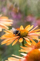 Échinacée 'Sunseekers Orange', un coneflower compact portant de nombreuses fleurs orange rosé à partir de juillet. Aimé par les abeilles.