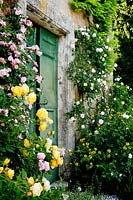 Romarin et roses poussant par porte d'entrée - Palazzo Parisi. Oliveto, Italie