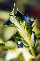 Ilex aquifolium 'Silver Milkboy' ou 'Silver Milkmaid' - Holly, novembre.