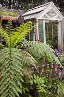 Ancienne serre, clôture en bois et plantes inhabituelles, y compris Dicksonia antarctica - fougère arborescente de Tasmanie, Plant Explorer's Garden, RHS Chelsea 2012, mai.