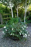 Jardinière de roses blanches en fût de chêne avec bouleaux blancs, août.
