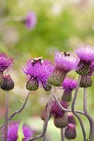 Cirsium heterophyllum - Chardon mélancolique avec bourdon, juillet.