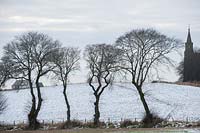 Ligne d'Ulmus glabra - Ormes blancs avec des champs couverts de neige près de Rosskeen Free Church, Pâques Ross, Ecosse, janvier.