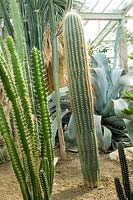Echinopsis terscheckii, auparavant Trichocereus terscheckii - Cardon grande cactus ou Argentine saguaro.