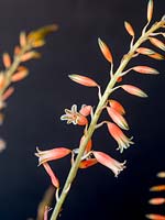 Racine d'aloe bellatula