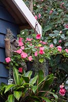 Impatiens à fleurs roses, Busy Lizzie avec cordyline panaché et ornement Koala, juin.