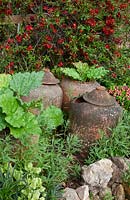 Rhubarbe en terre cuite ancienne forçant des pots au parterre de fleurs de printemps avec Chaenomeles speciosa - coing japonais, primevères et Helleborus foetidus - hellébores.