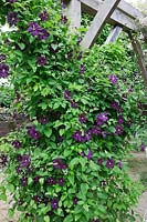 Pergola grimpante Clematis 'Etoile Violette' en chêne.