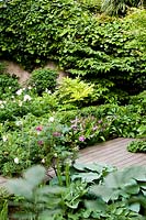 Terrasse en bois - au premier plan Rose rugosa 'Alba', 'Rose de Picardie', Betilla striata, buxus, pivoines herbacées et arbustives. Milan. Italie.