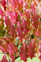 Cornus kousa 'Weisse Fontaine' au feuillage rose et orange en automne.