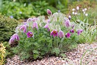 Pulsatilla vulgaris, fleur de pasque, touffe formant une vivace à fleurs velues en forme de cloche.