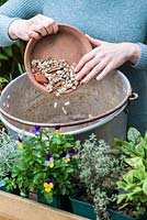 Après avoir percé un trou de drainage dans la casserole, recouvrir de gravier et de pots - Planter une casserole de conservation avec des herbes