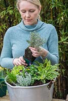 Enfin, plantez du thym panaché pour dégringoler sur le bord - Plantation de conserve avec des herbes