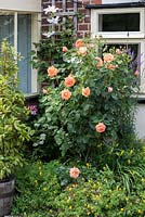Rosa 'Lady Marmalade' dans un parterre de fleurs.