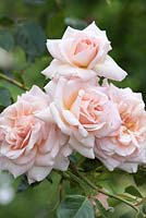 Rosa 'Penny Lane', une rose grimpante portant des fleurs d'abricot parfumées - Juin