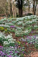 Au Colesbourne Park, une clairière boisée est plantée de nombreux cultivars de perce-neige différents, de Cyclamen coum et d'aconites.