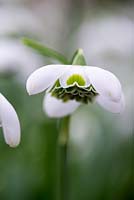 Galanthus 'Hippolyta', perce-neige à floraison tardive aux cloches arrondies, rempli de jupons à bordure verte.