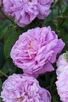 Rosa 'Duchesse D ' Angouleme', une vieille rose Gallica au parfum puissant et aux fleurs rose blush.