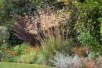 Stipa gigantea, l'avoine dorée, une graminée ornementale spectaculaire en automne. Derrière, Phormium tenax à feuilles persistantes 'Purpureum '.