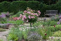 Jardin de Sylvia à Newby Hall. Une norme Rosa 'Ballerine' dépasse les alliums, les marguerites et la sauge.