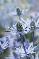 Eryngium x zabelii 'Big Blue', une plante herbacée vivace avec des têtes bleues de taille de dé à coudre au-dessus d'un feuillage argenté épineux - juillet