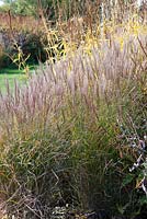 Miscanthus sinensis 'Gracillimus', herbe ornementale à feuilles caduques compacte avec des épillets argentés et soyeux en automne.