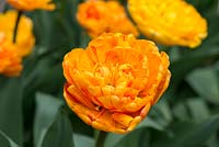 Tulipa 'Sunlover', une double tulipe orange qui fleurit en avril.