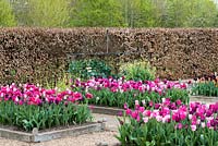 Un jardin de printemps avec des parterres de tulipes 'Merlot', Pretty Love ',' Huis Ten Bosch 'et' Mistress Grey '. Un autre parterre de fleurs est planté de 'Chato', Rosalie ',' Recreado ', Paul Scherer', Bourgogne 'et' Pretty Love '.