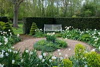 Un jardin de printemps entouré d'une haie d'ifs. Un chemin circulaire et un parterre d'îles sont entourés de tulipes 'Angel's Wish', d'euphorbes et d'une boîte topiaire.