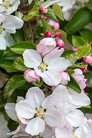 Fleur de Malus domestica 'Cox's Orange Pippin'