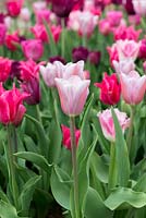 Tulipa 'Mistress Grey', une tulipe Triumph rose fumé - avril