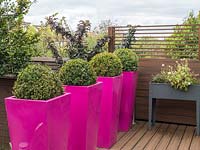 Les grandes jardinières rose vif font une déclaration dramatique sur les terrasses en bois surélevées ajoutant de la hauteur au jardin.