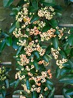 Pyracantha angustifolia ou épinette à feuilles étroites formée contre le mur.