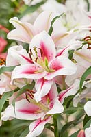 Lily - Lilium sucinto - Oriental et trompette, avril.